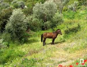 Κόρωνος